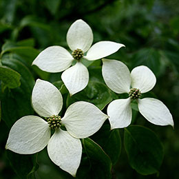 White flowering Chinese Dogwood